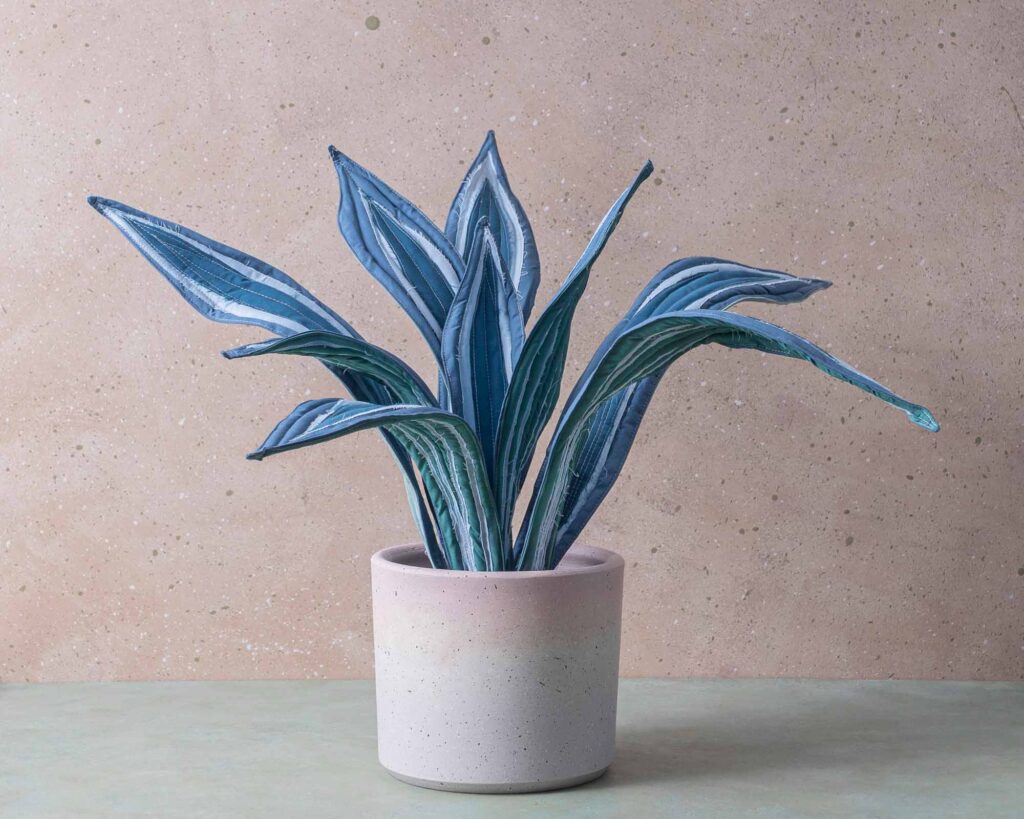 サンスベリア Sansevieria Dragon Blue v China Sansevieria Dragon Blue Price - Buy & Wholesale Bulk